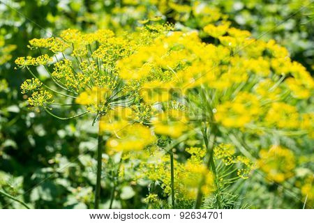 Yellow Dill Flowers