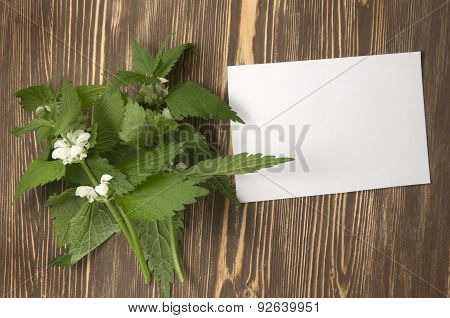Close Up Of Day-nettle And Blank Paper Or Letter