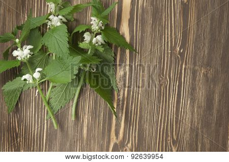 Close Up Of Day-nettle
