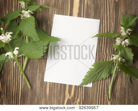 Close Up Of Day-nettle And Blank Paper