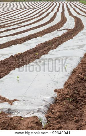 Plastic Cloches