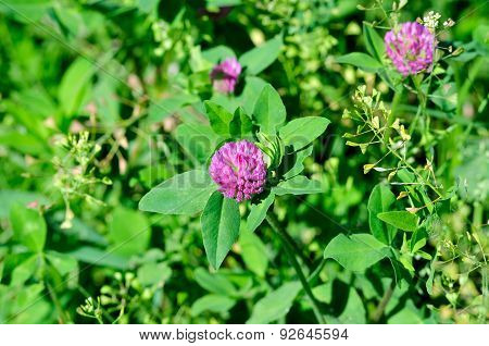 Meadow plants clover.