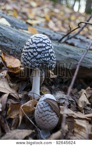 Mushroom