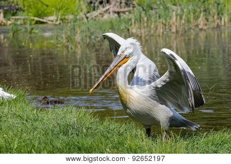 Dalmatian Pelican (pelecanus Crispus)