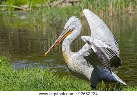 Dalmatian Pelican (pelecanus Crispus)