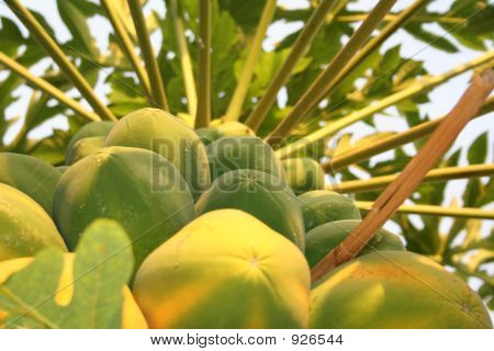 Árbol de papaya