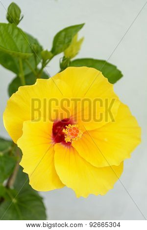 Hibiscus