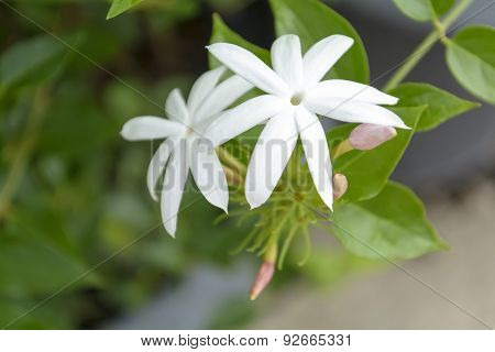 Forest Jasmine