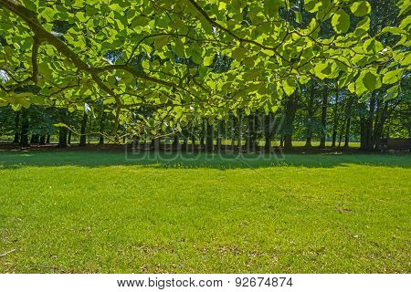 Foliage of a beech forest in sunlight in spring