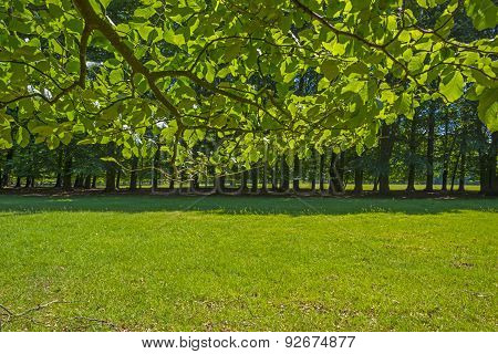 Foliage of a beech forest in sunlight in spring