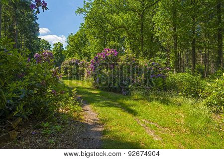 Footpath through a forest in sunlight in spring