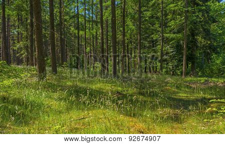 Clearing in a pine forest in sunlight in spring