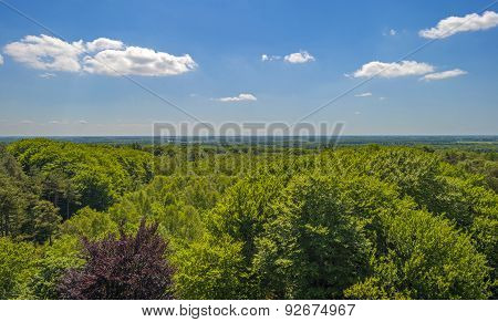 Aerial view of a beech forest in sunlight in spring