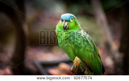Portrait Of Blue Fronted Parrot
