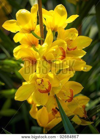 Yellow Orchid Flowers