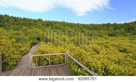 Mangrove forest and wood bridge