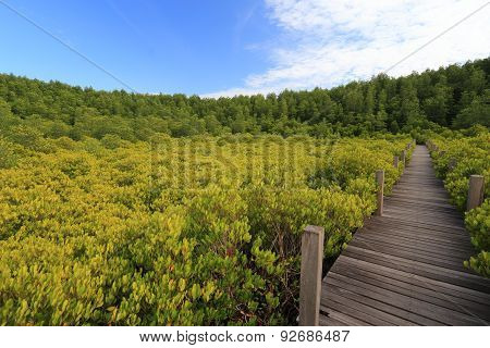 Mangrove forest and wood bridge