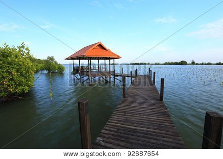 Mangrove forest and wood bridge