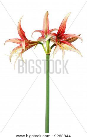 ไฮบริ Cybister Hippeastrum