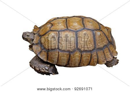 African Spurred Tortoise Or Geochelone Sulcata