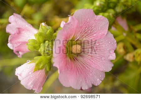 Hollyhock