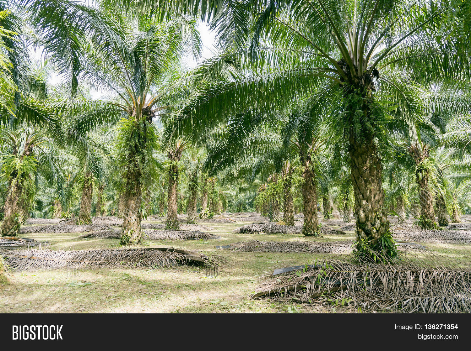 Matured Oil Palm Trees Image & Photo (Free Trial) | Bigstock