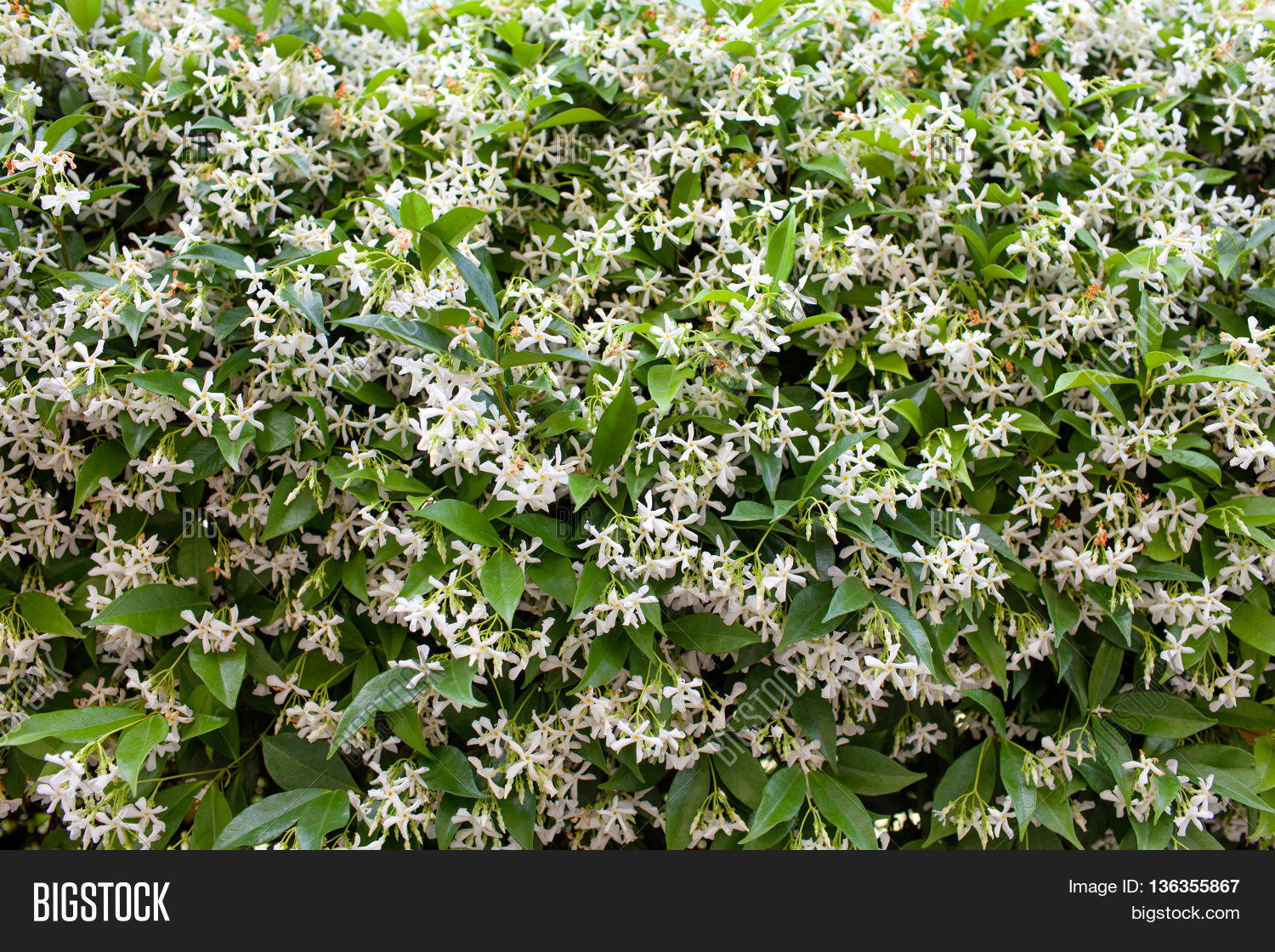 Star Jasmine ( Image & Photo (Free Trial) | Bigstock