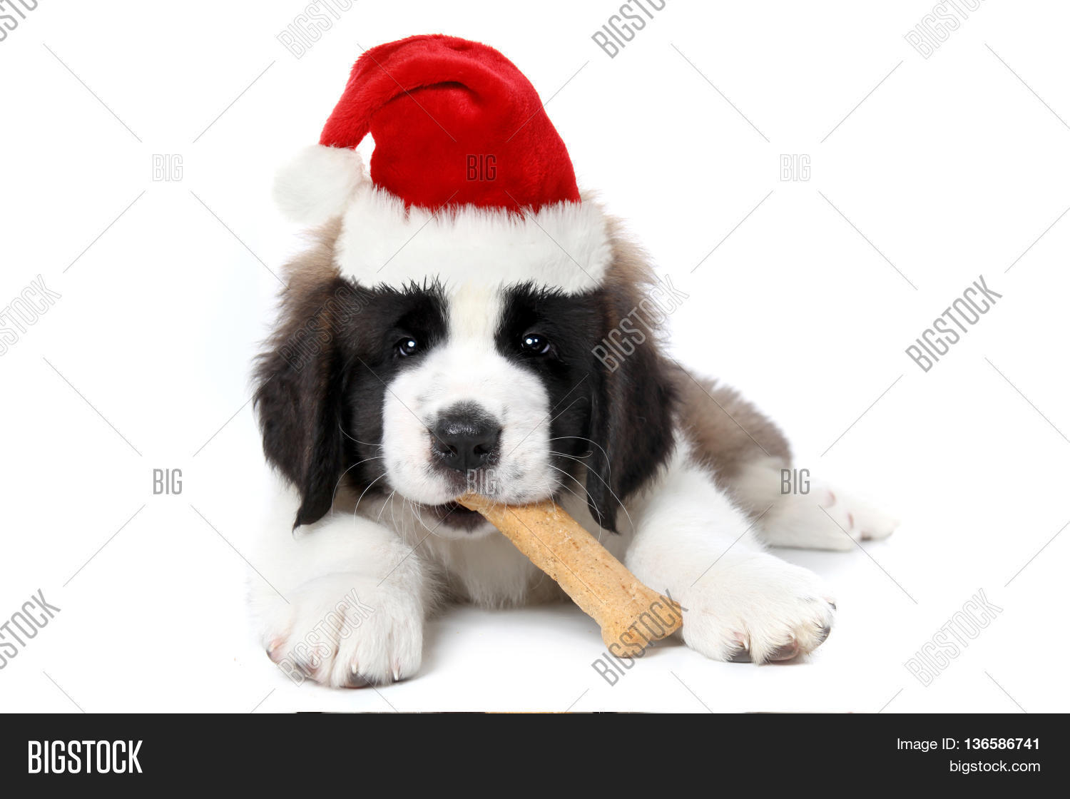 Cute Saint Bernard Image \u0026 Photo (Free 