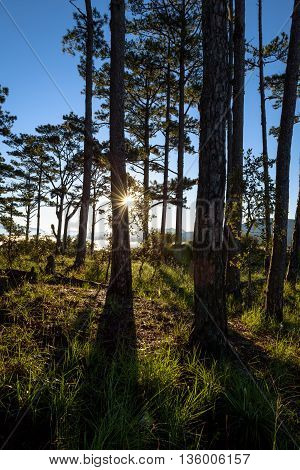 Sunrise in forest on mountaint, Da Lat, Vietnam
