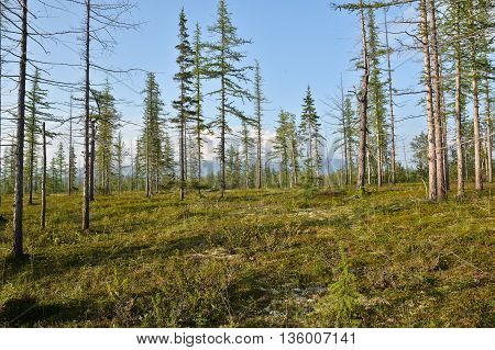 Taiga Taimyr. Summer forest landscape in Eastern Siberia.