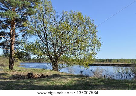 River landscape. Spring in the national Park 