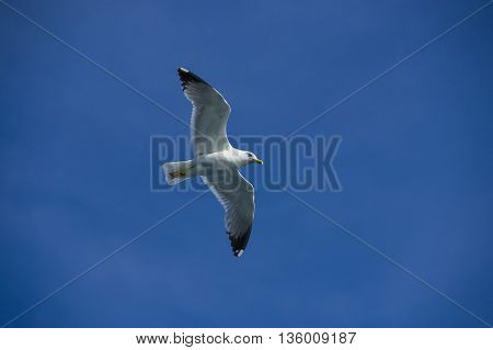 white sea bird soaring in the blue sky spreading wings