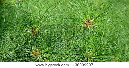 Close up of green Cyperus papyrus grass