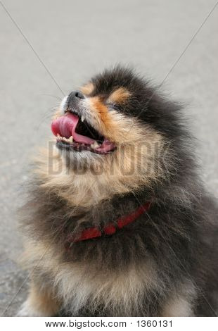  Crazy Dog