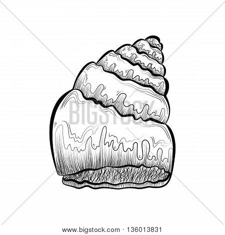 hand drawn pattern black and white shell. sketch.
