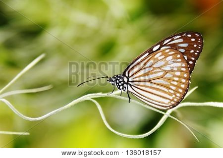 striped butterfly on a branch macro blur space for text bokeh.