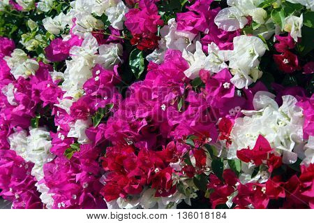 floral background Bougainvillea colorful flight flourishing, colorful