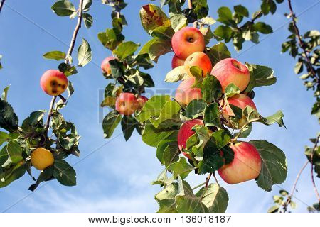 Apple harvest apples on blue sky background ripe juicy rosy.