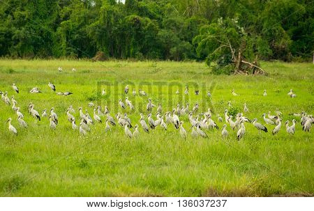 Open-billed stork or Asian openbill Bird group in Green meadow