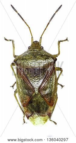 Birch Shield Bug on white Background  -  Elasmostethus interstinctus (Linnaeus, 1758)