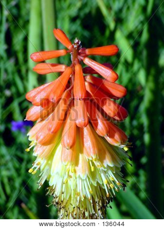 Flor vermelha