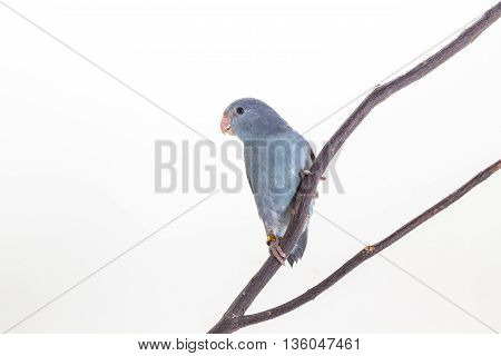 Mauve Forpus, Parakeet, Bird
