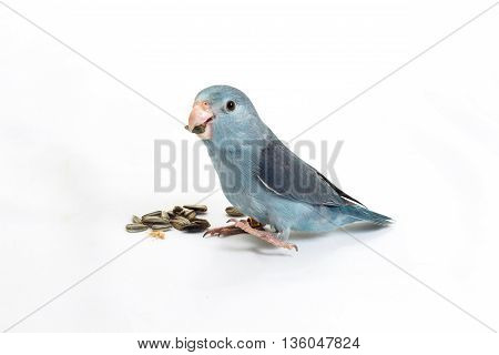 Mauve Forpus, Parakeet, Bird