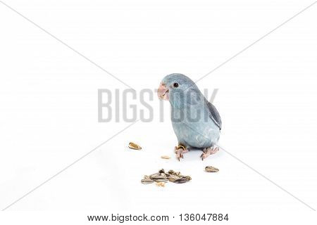 Mauve Forpus, Parakeet, Bird