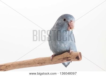 Mauve Forpus, Parakeet, Bird