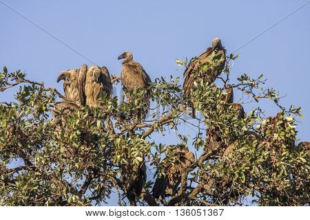 white backed vultures open wings on a tree in Kruger Park