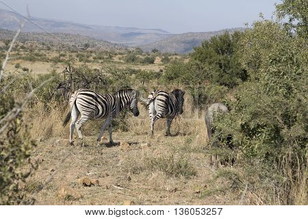 Zebra's In Nature In Pilansberg South Africa.