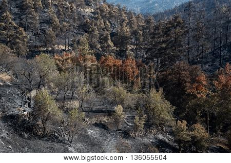 Forest and trees after a big forest fire at Troodos mountains in Cyprus which created a big environmental damage.