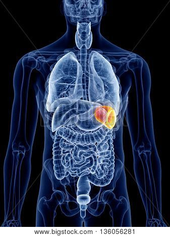 3d rendered, medically accurate illustration of the spleen