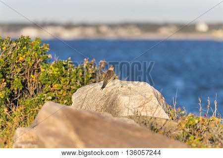 Northern Flicker considers surroundings while perched on rock